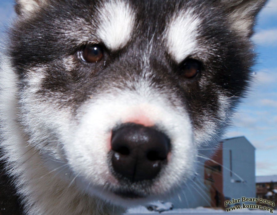 churchill dog sledding s2