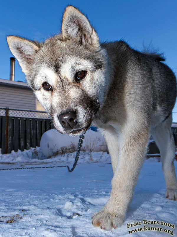 churchill dog sledding s3