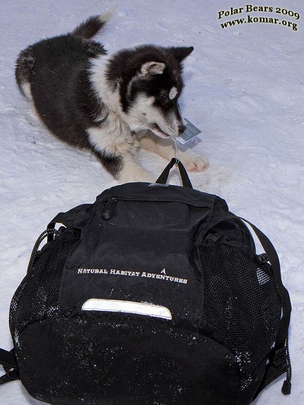 churchill dog sledding s4