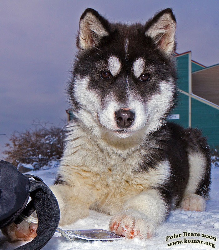 churchill dog sledding s5