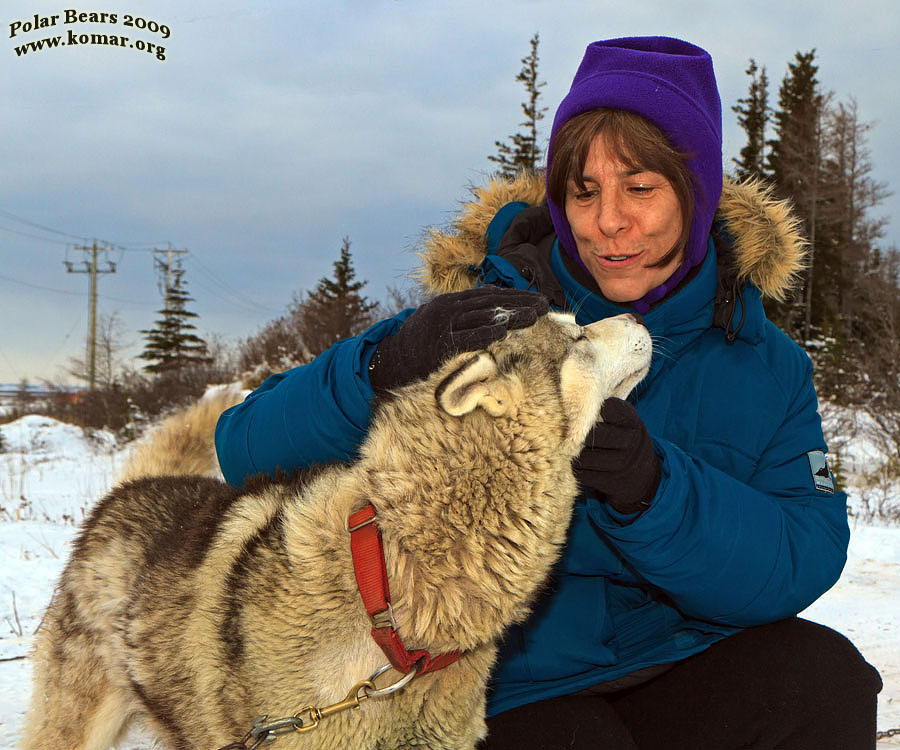 churchill dog sledding t1