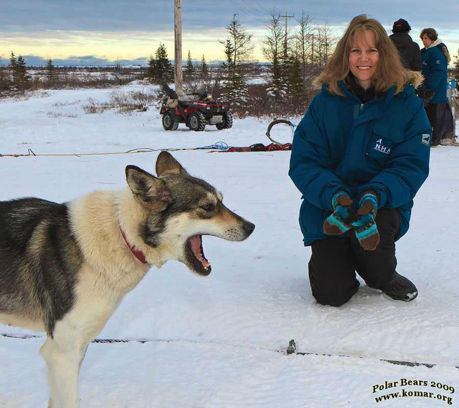 churchill dog sledding t5