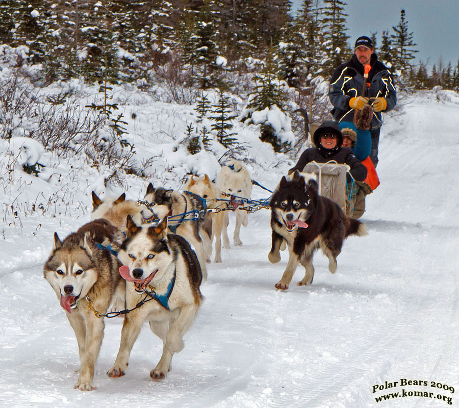 churchill dog sledding v5