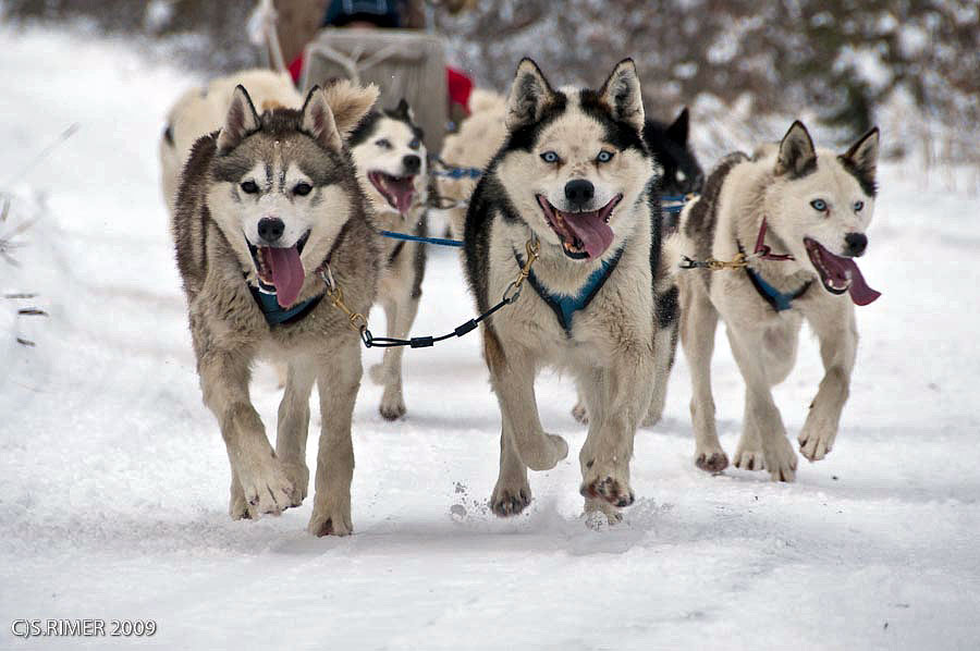 churchill dog sledding a1