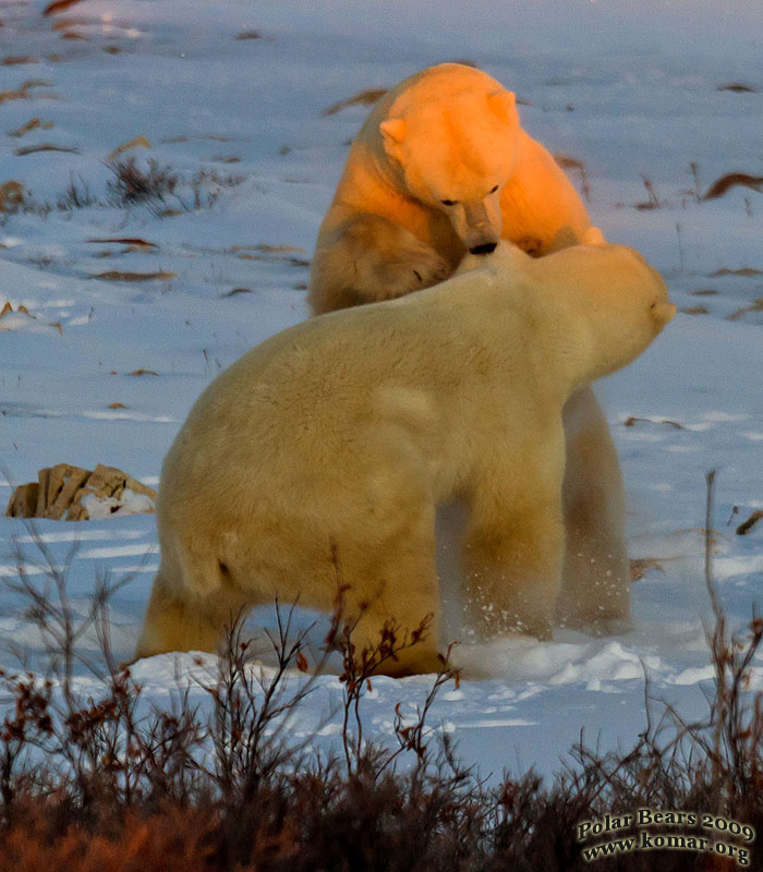 Churchill Polar Bears Fighting 1
