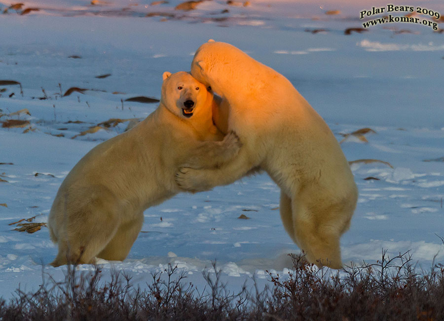 Churchill Polar Bears Fighting 2