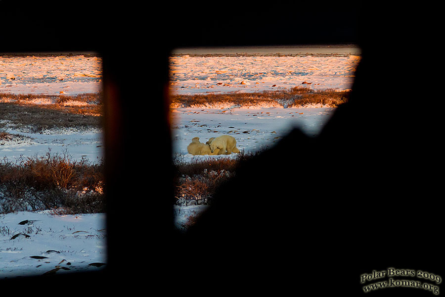 polar bears fighting from rover