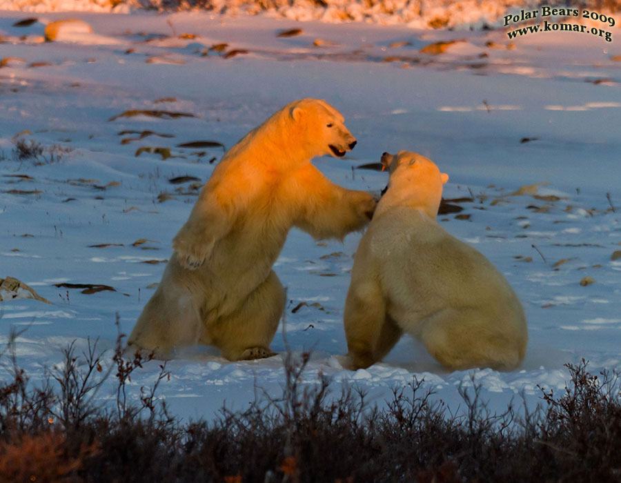 Churchill Polar Bears 3
