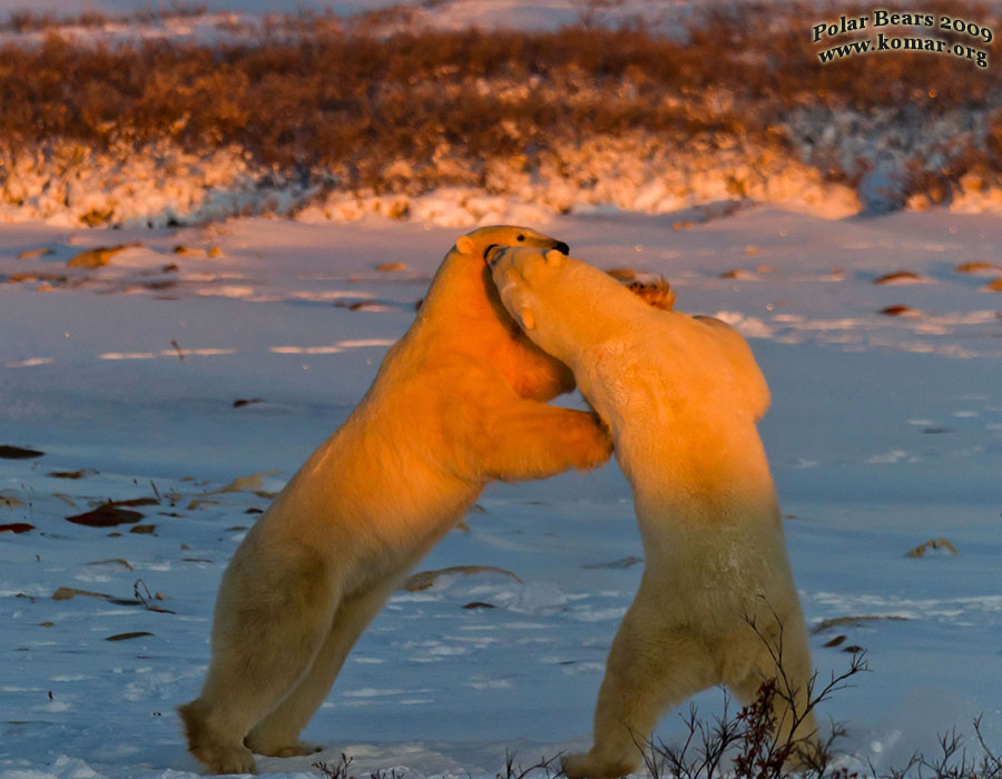 Churchill Polar Bears Fighting 4