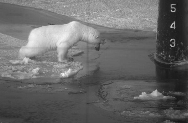 north pole bear scope