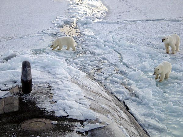 north pole bears