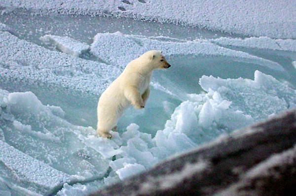north pole polar bears