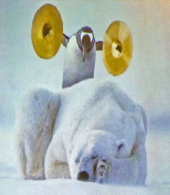 churchill polar bear penguin cymbals