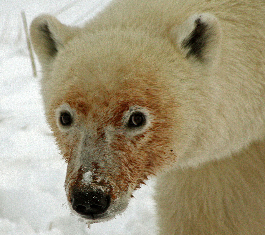 churchill polar bear bloody face 1