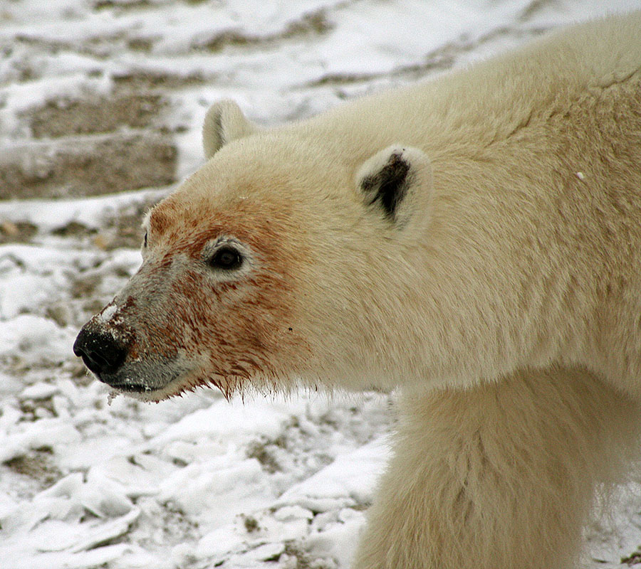 churchill polar bear bloody face 1