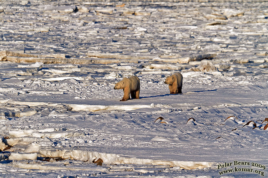 polar bear pictures mom and cub