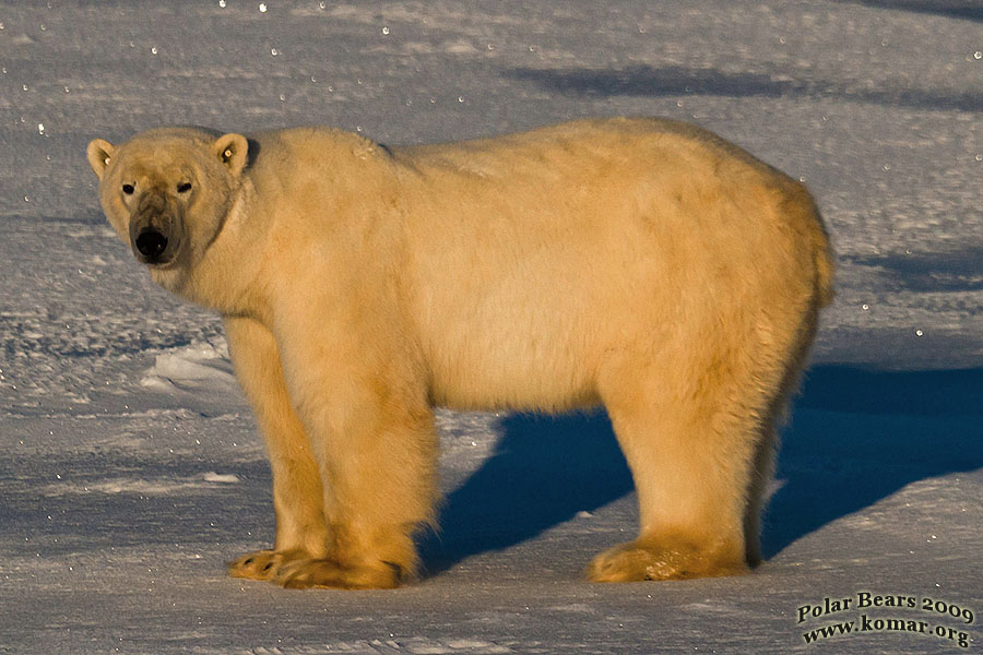 churchill polar bear tagged