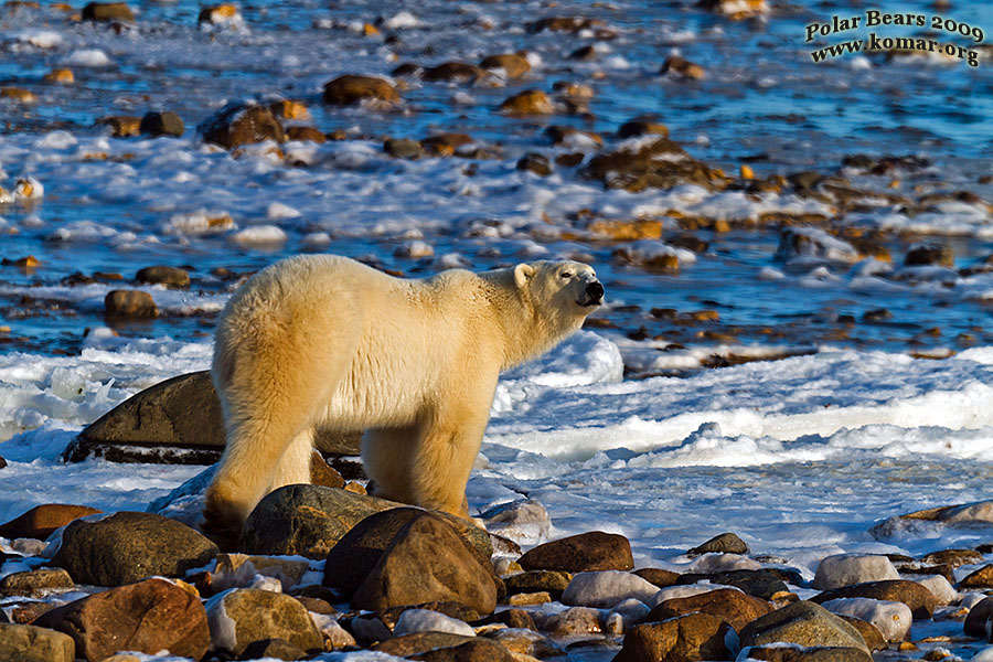 churchill polar bear pictures a4