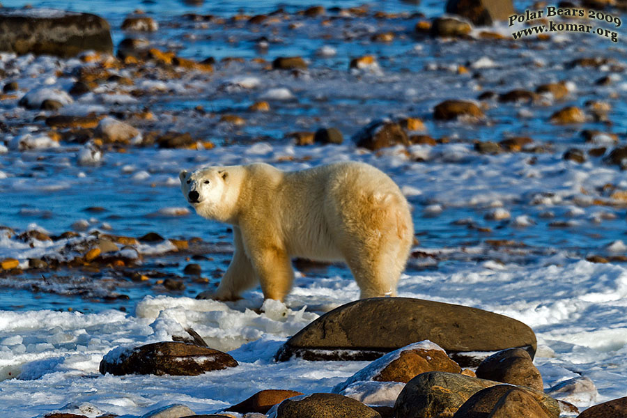 churchill polar bear pictures a5