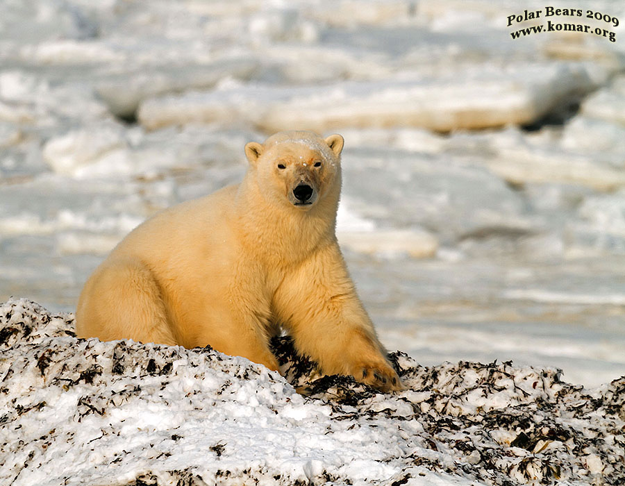 churchill polar bear pictures a3