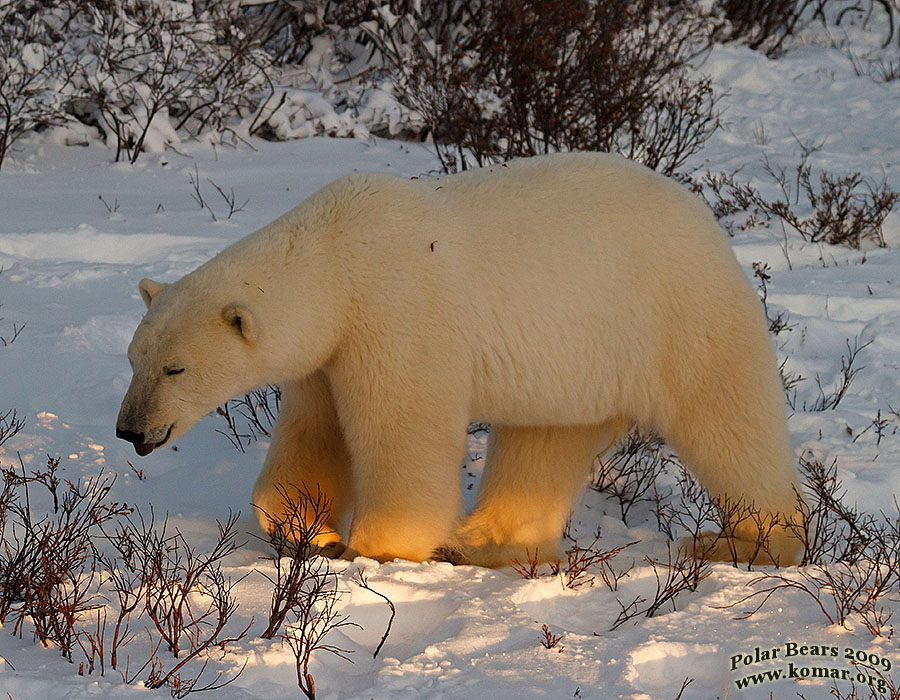 polar bear pictures tongue out