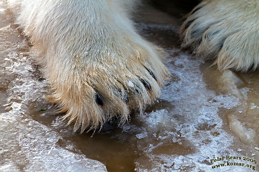 polar bear pictures claws closeup 1