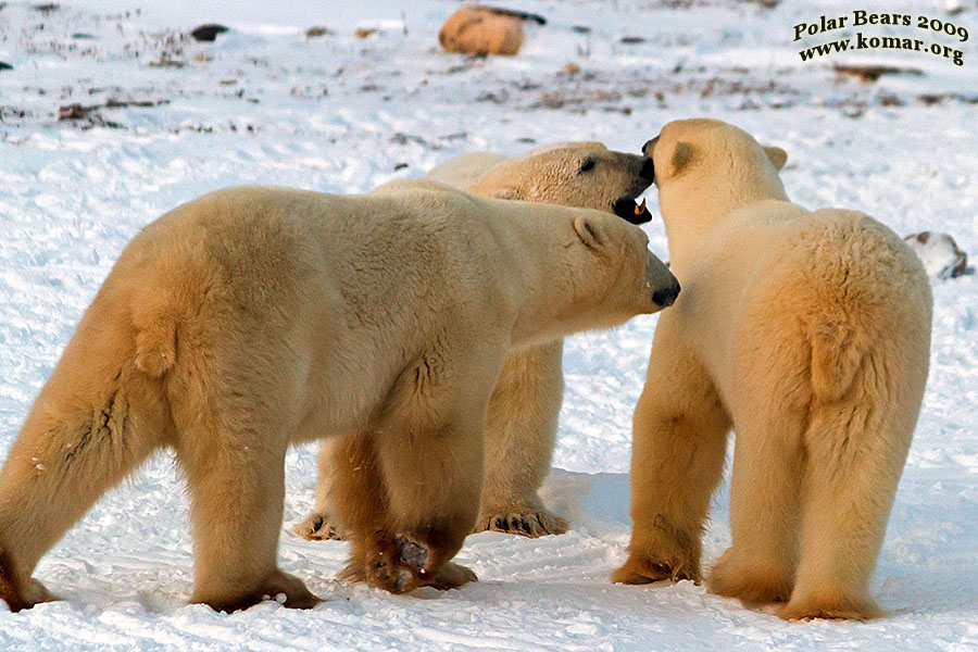 churchill polar bear pictures a8