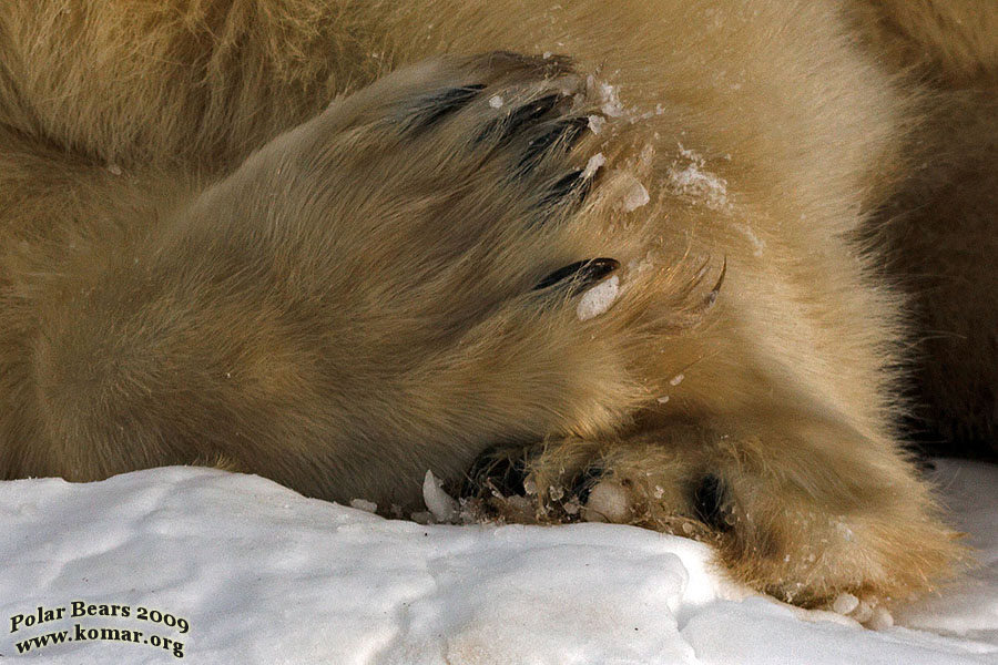 churchill polar bear pictures b4