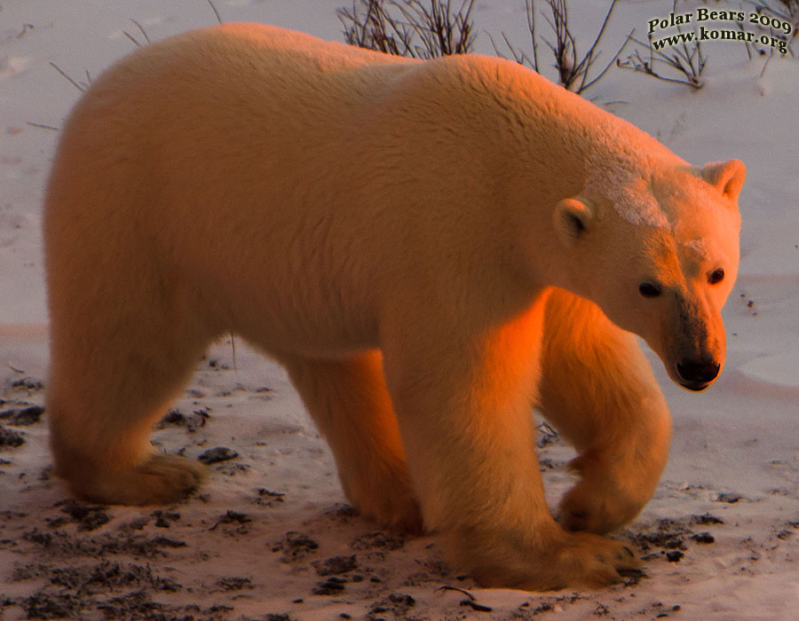 churchill polar bear pictures b5