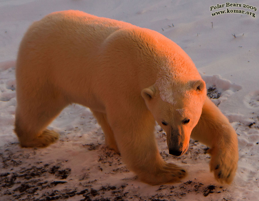 churchill polar bear pictures b6