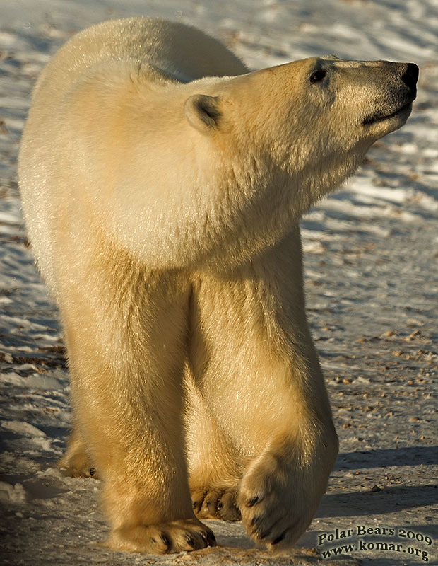 churchill polar bear pictures c1