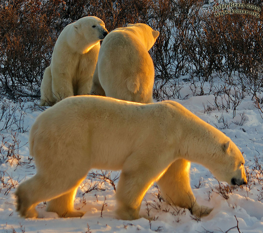 churchill polar bear pictures a7