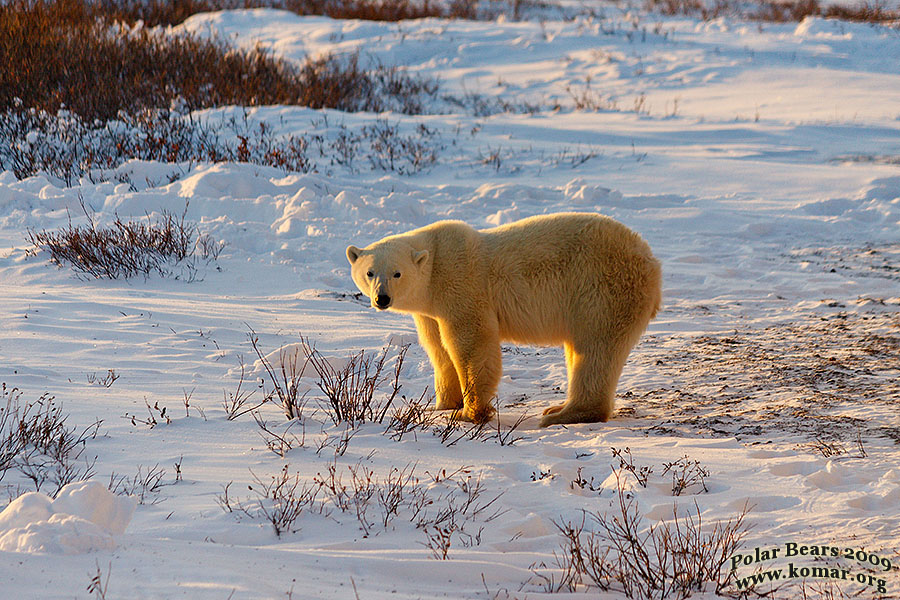 polar bear pictures eyeball cameraman