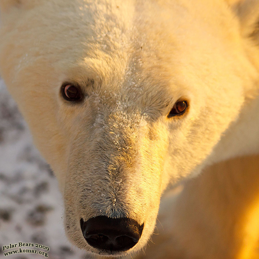 churchill polar bear pictures c4