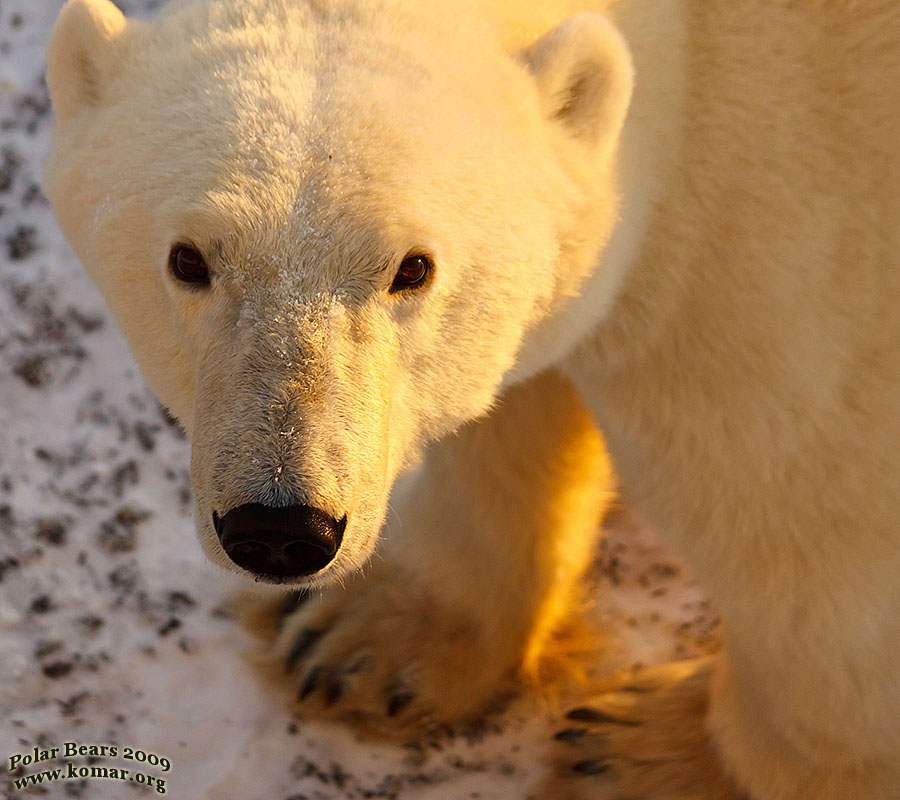 churchill polar bear closeup