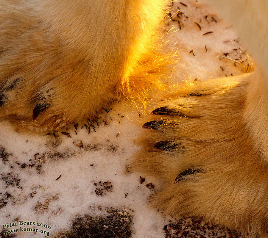 polar bear pictures claws closeup 2