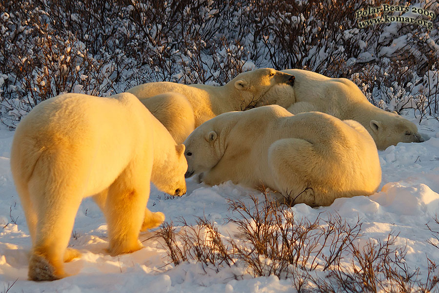 churchill polar bear slumber party