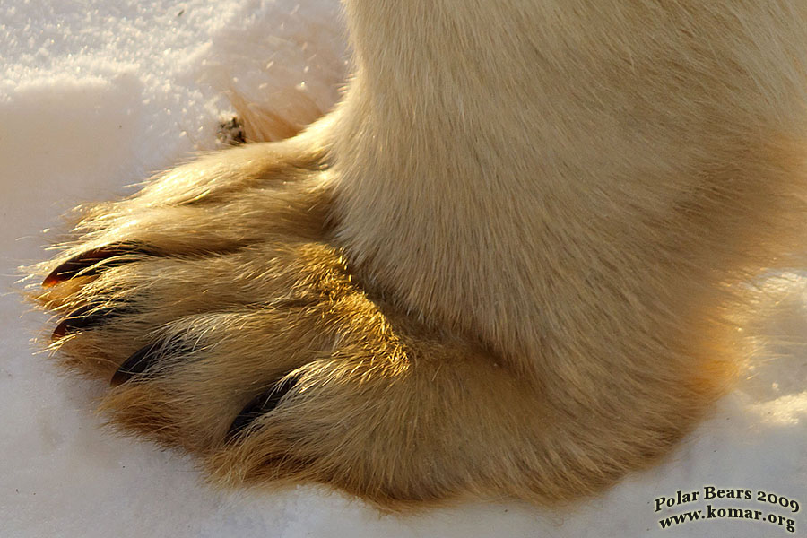 churchill polar bear pictures c2