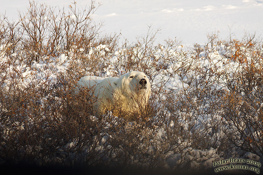 churchill polar bear pictures b7