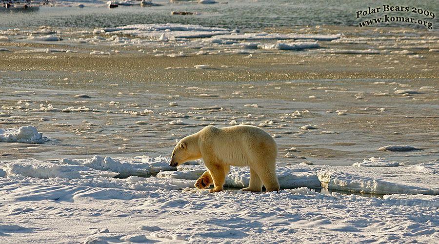 churchill polar bear picture water ice