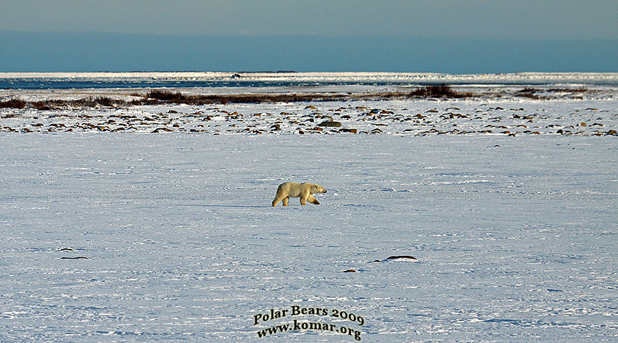 churchill polar bear picture landscape