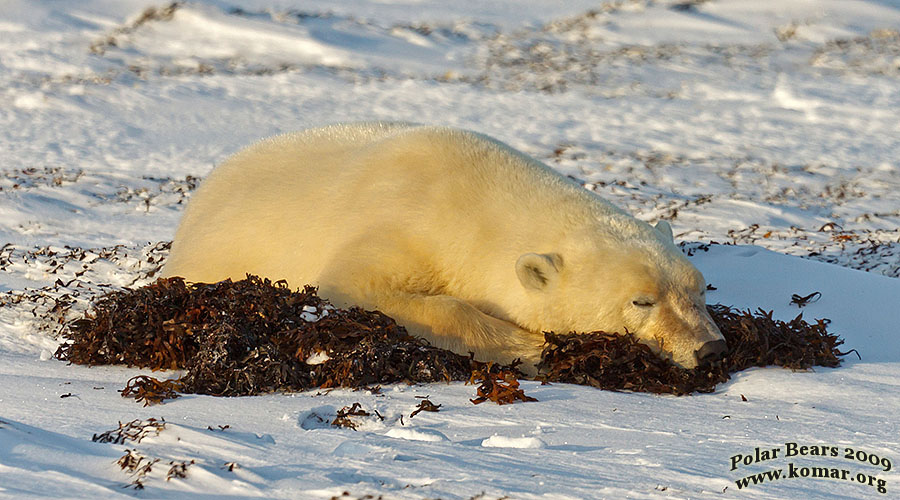 churchill polar bear pictures b8