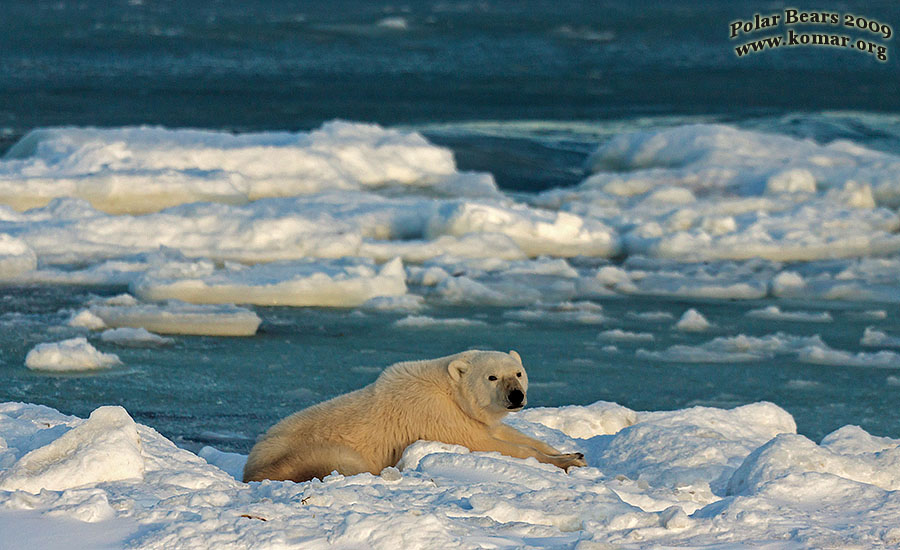 churchill polar bear pictures a2