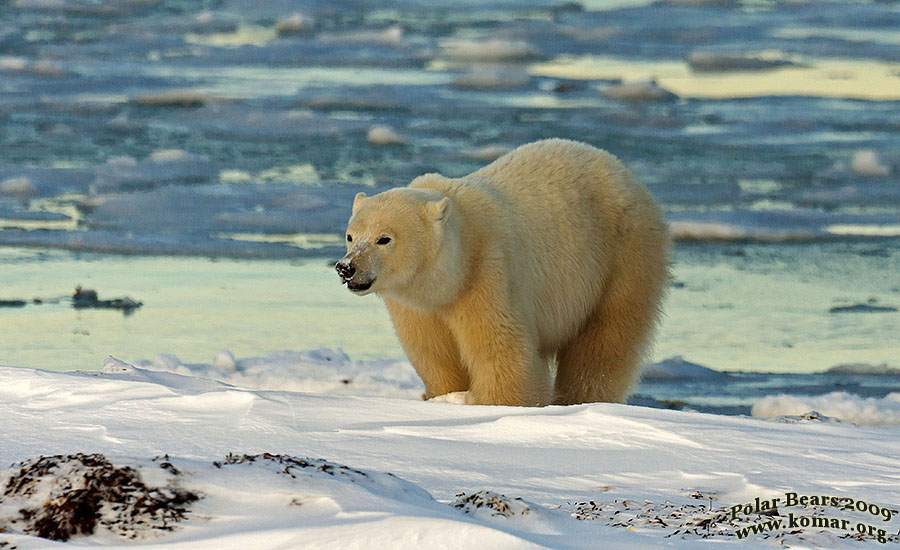 polar bear pictures ice hudson bay
