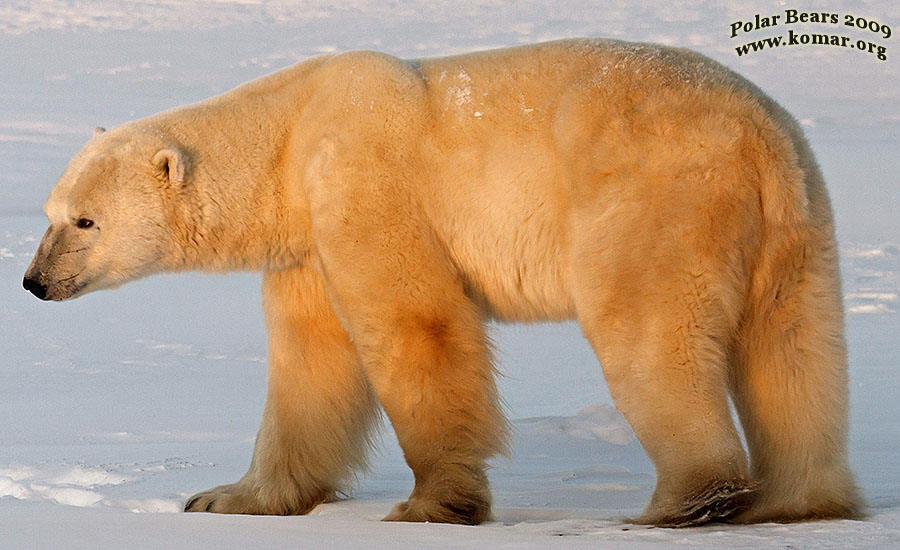 churchill polar bear pictures b9