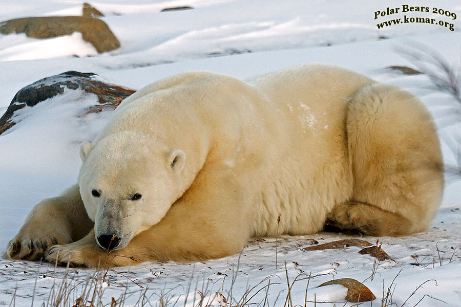 churchill polar bear pictures c0