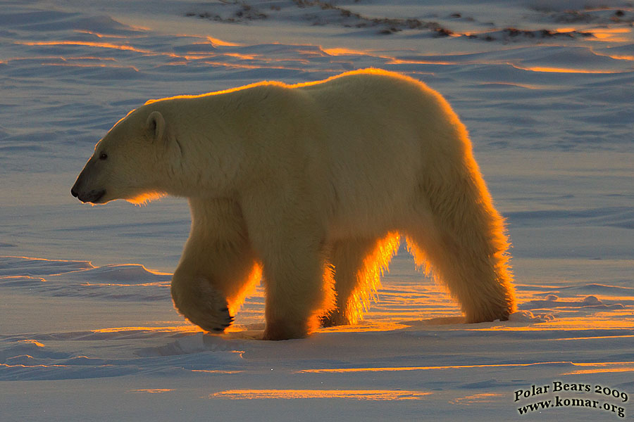 churchill polar bear picture afternoon 1