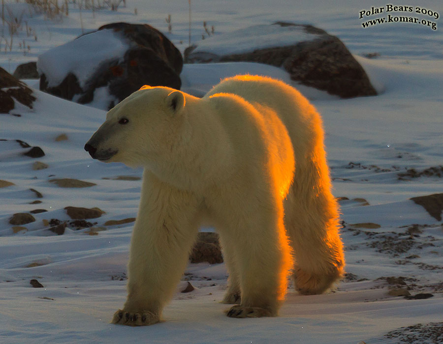 churchill polar bear picture afternoon 2