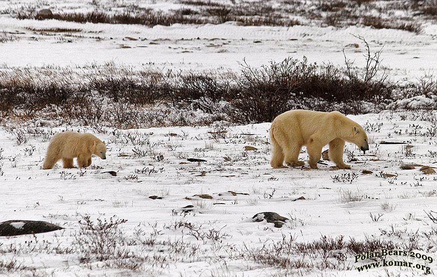 polar bear pictures mom cub 1