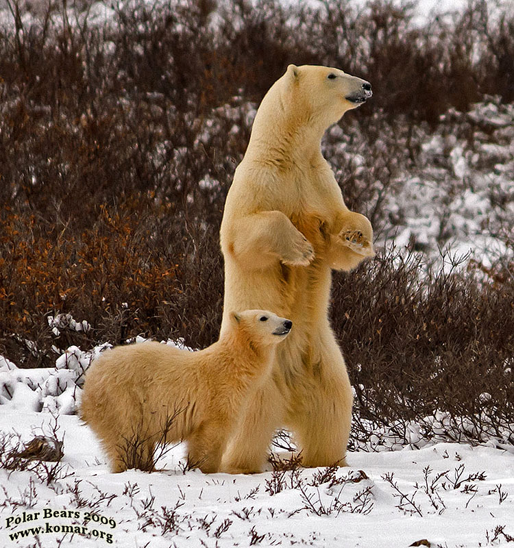 polar bear pictures mom cub stand